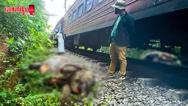 รูปภาพรถไฟศรีลังกาวิ่งชนช้างของ lekdedonline