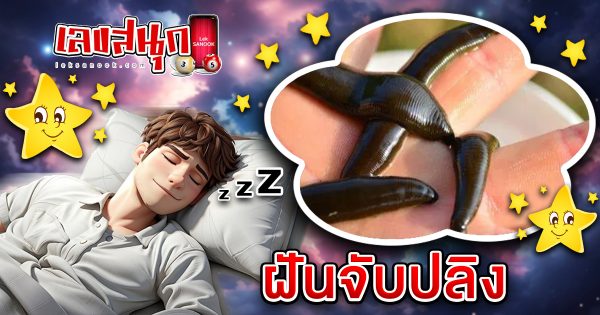 ฝันจับปลิง - "Dream of catching leeches"