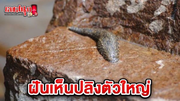 รูปภาพฝันเห็นปลิงตัวใหญ่ของ heng99