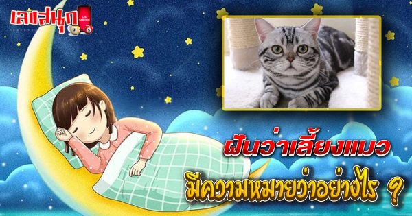รูปภาพฝันเลี้ยงแมวของ lekdedonline