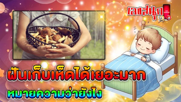รูปภาพฝันเก็บเห็ดได้เยอะมากของ lekdedonline