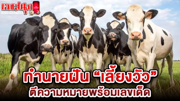 รูปภาพทำนายฝันตีเลขฝันเลี้ยงวัวของ lekdedonline