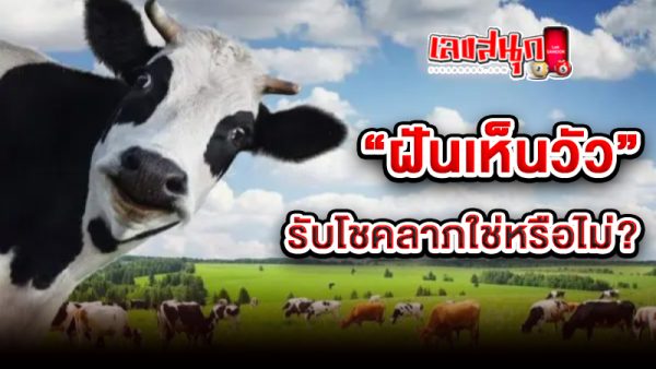 รูปภาพฝันเห็นวัวได้โชคลาภจริงหรือไม่ของ lekdedonline
