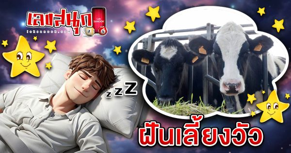 ฝันเลี้ยงวัว -"fun numbers beliefs"