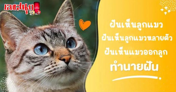 รูปภาพฝันเห็นลูกแมวของ lekdedonline