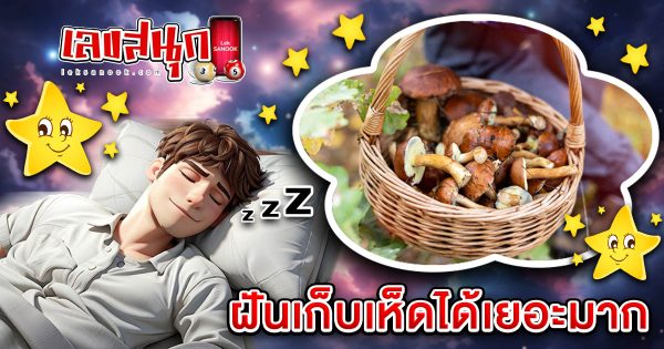 ฝันเก็บเห็ดได้เยอะมาก - "fun numbers beliefs "