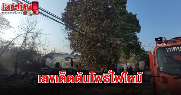 เลขเด็ดต้นโพธิ์ไฟไหม้ 1/4/68-"Lucky numbers from the fire-damaged Bodhi tree 1-4-68"