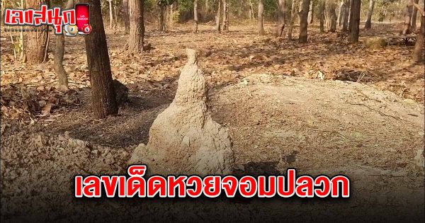 เลขเด็ดหวยจอมปลวก 16/3/68-"Lucky numbers from the termite hill lottery 16-3-68"