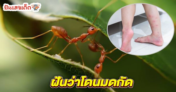 รูปภาพทำนายฝันว่าโดนมดกัดของ heng99