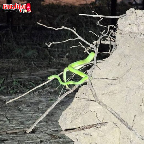 รูปภาพงูเขียวหางไหม้โผล่กองดินของ heng99