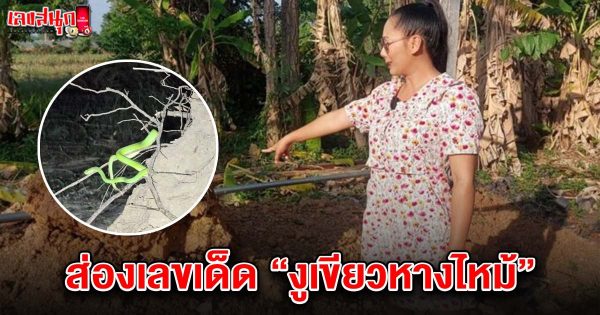 เลขงูเขียวหางไหม้ 16/4/68 -"Green snake number 16-4-68"