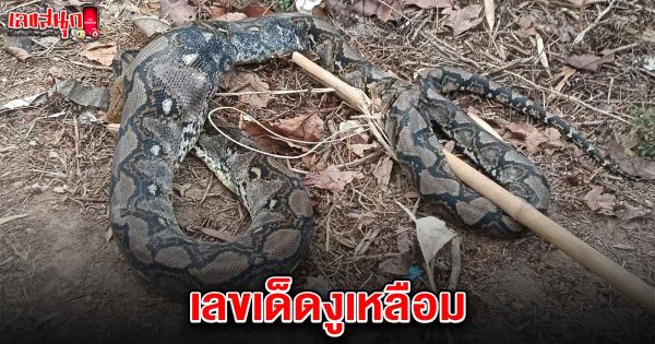 เลขเด็ดงูเหลือม 16/4/68-"Lucky numbers from the python 16-4-68"