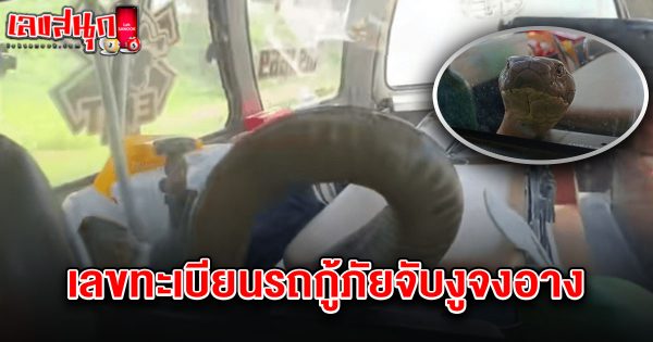 เลขทะเบียนรถกู้ภัยจับงูจงอาง 2/5/68-"The license plate number of the rescue vehicle that caught the king cobra is 2568."