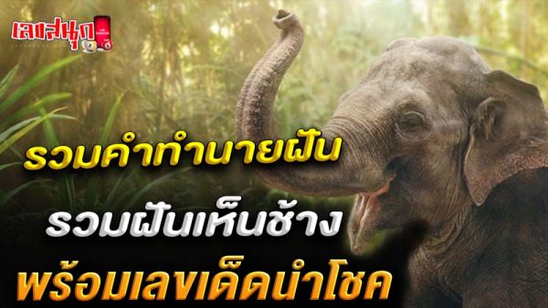 รูปภาพรวมคำทำนายฝันเห็นช้างของ heng99