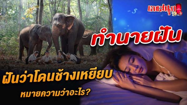 รูปภาพทำนายฝันว่าโดนช้างเหยียบของ heng99