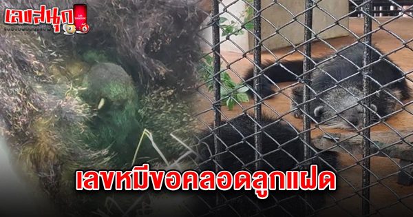 เลขหมีขอคลอดลูกแฝด 16/5/68-"The number of the bear asking to give birth to twins is 16568."