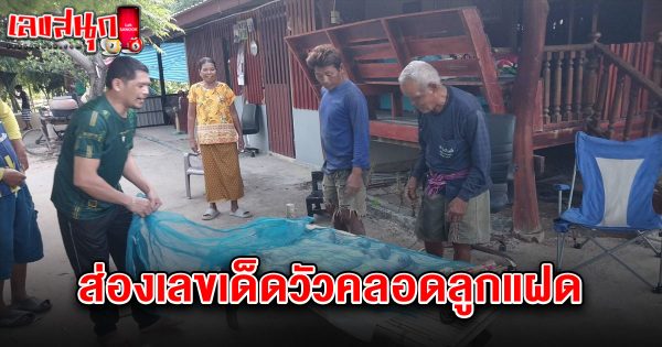 เลขเด็ดวัวคลอดลูกแฝด 16/6/68-"Lucky number Cow gives birth to twins 16-6-68"
