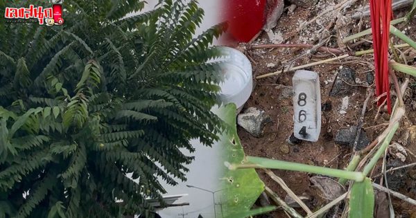 รูปภาพเลขเด็ดจากมะยมออกลูกกลางปลายใบของ lekdedonline