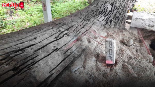 รูปภาพเลขธูปเจ้าแม่ตะเคียนเงิน ตะเคียนทอง ของ lekdedonline