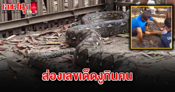เลขเด็ดงูกินคน 16/7/68-"Lucky numbers of the man-eating snake 16-7-68"