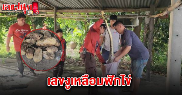 เลขงูเหลือมฟักไข่ 16/7/68-"The number of the python hatching eggs is 16-7-68."