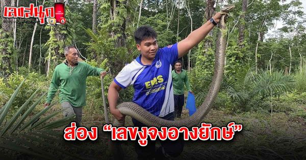 เลขเด็ดงูจงอาง 1/8/68-"lek-det-ngu-chong-ang-1-8-68"