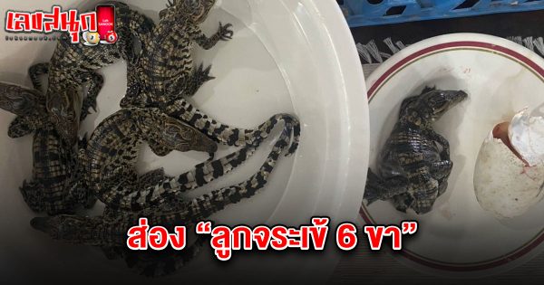 เลขจระเข้6 ขา 16/7/68-"Crocodile number 6 legs 16-7-68"