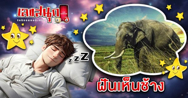 ฝันเห็นช้าง ขอตัวเลขไว้เสี่ยงทาย -"Dreaming of an elephant, ask for numbers to gamble with."