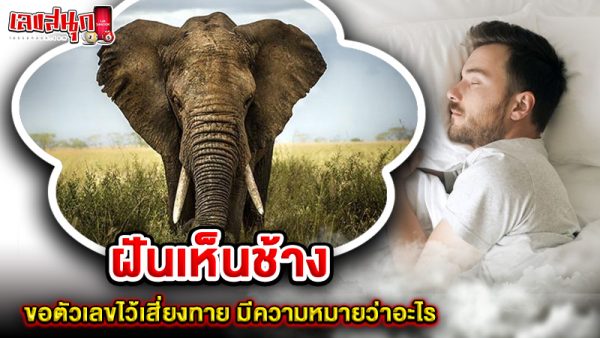 รูปภาพตีความหมายพร้อมเลขเด็ดฝันเห็นช้างของ heng99