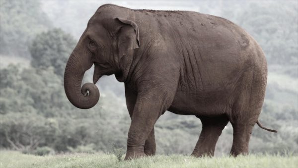 รูปภาพช้าง