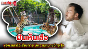 ฝึกเห็นเสือ " Practice seeing tigers"